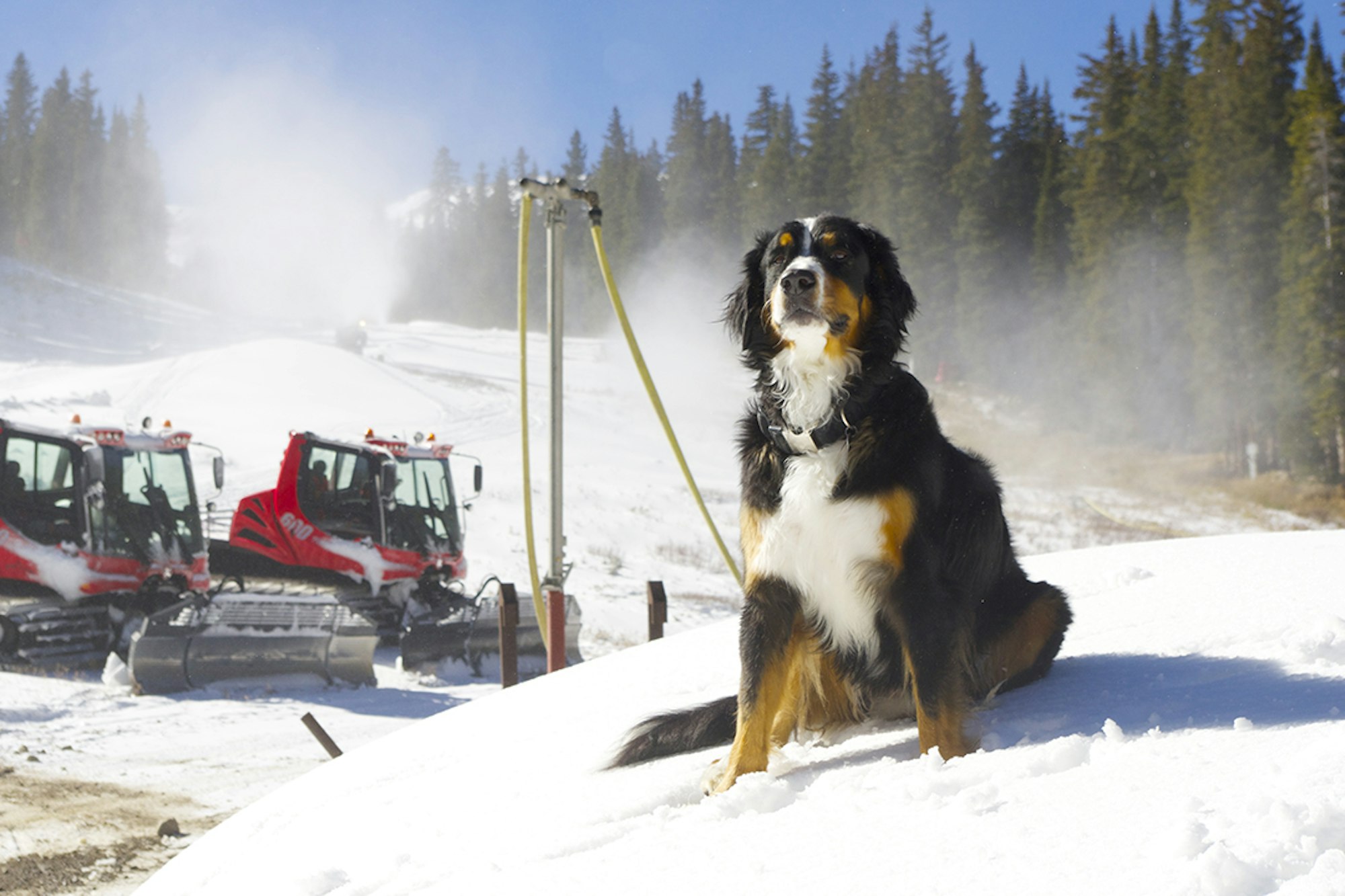 RIP Toby the Bernese Mountain Dog, the unofficial mascot of Loveland Ski Area