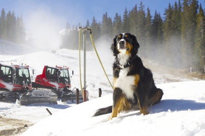 RIP Toby the Bernese Mountain Dog, the unofficial mascot of Loveland Ski Area