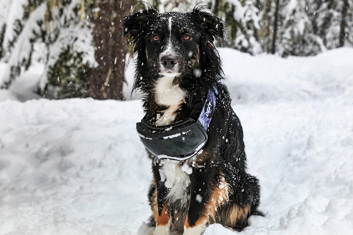 Pro pups: 10 powder hounds that'll get your tail waggin'