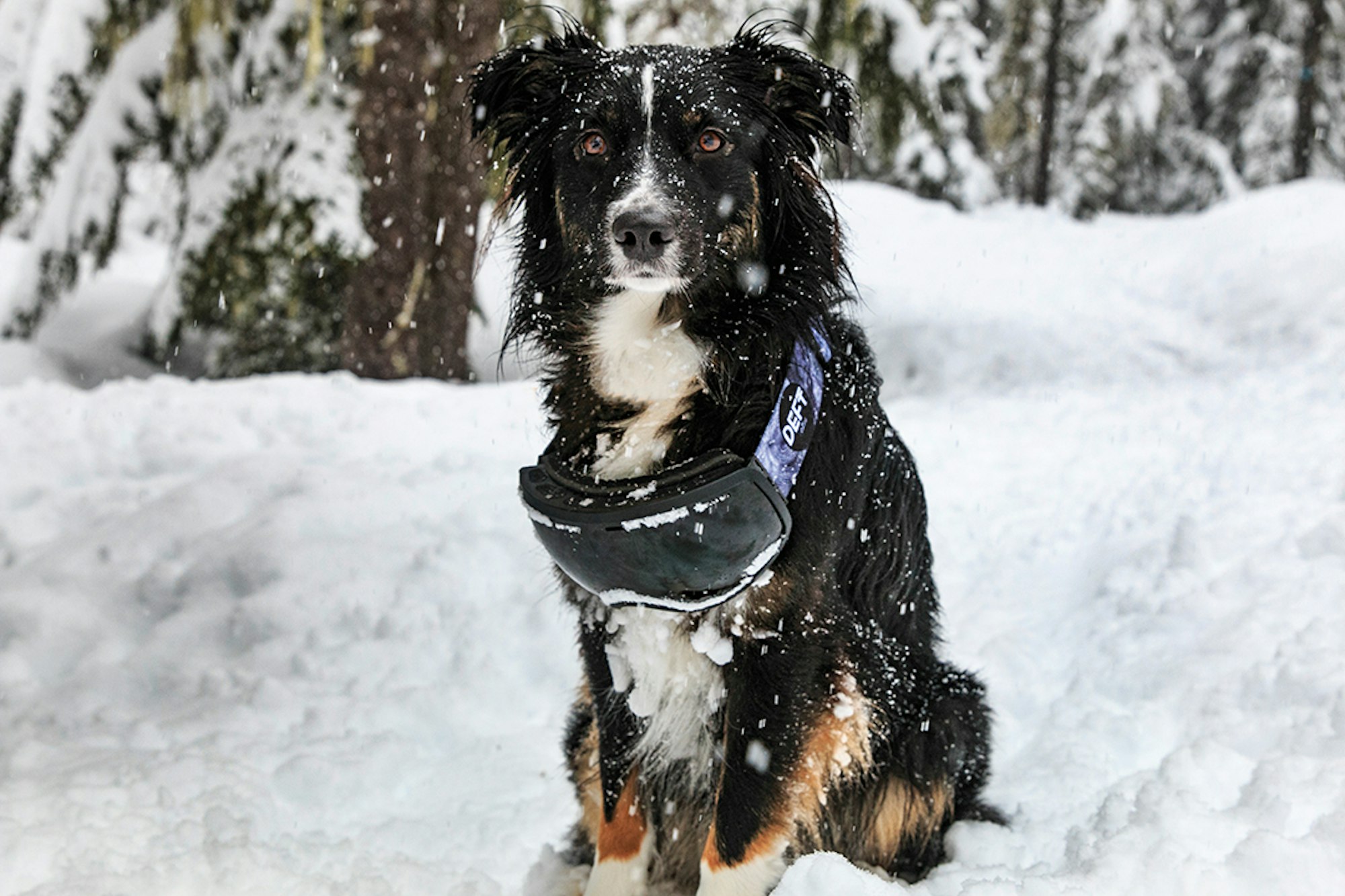 Pro pups: 10 powder hounds that'll get your tail waggin'