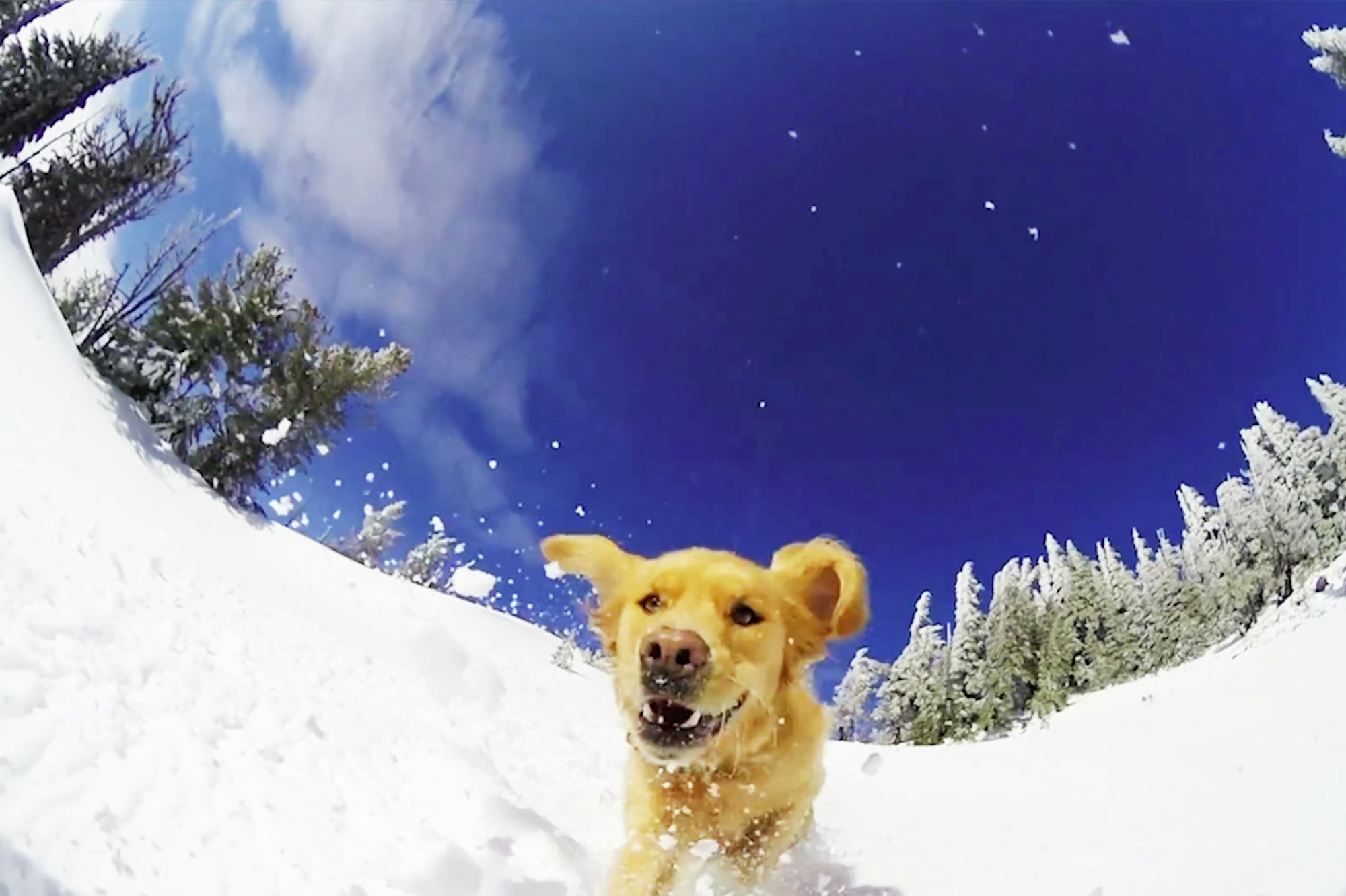 Today, be thankful for dogs who shred pow with skiers