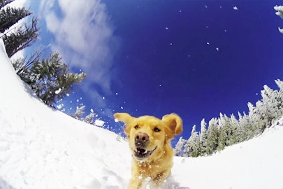 Today, be thankful for dogs who shred pow with skiers
