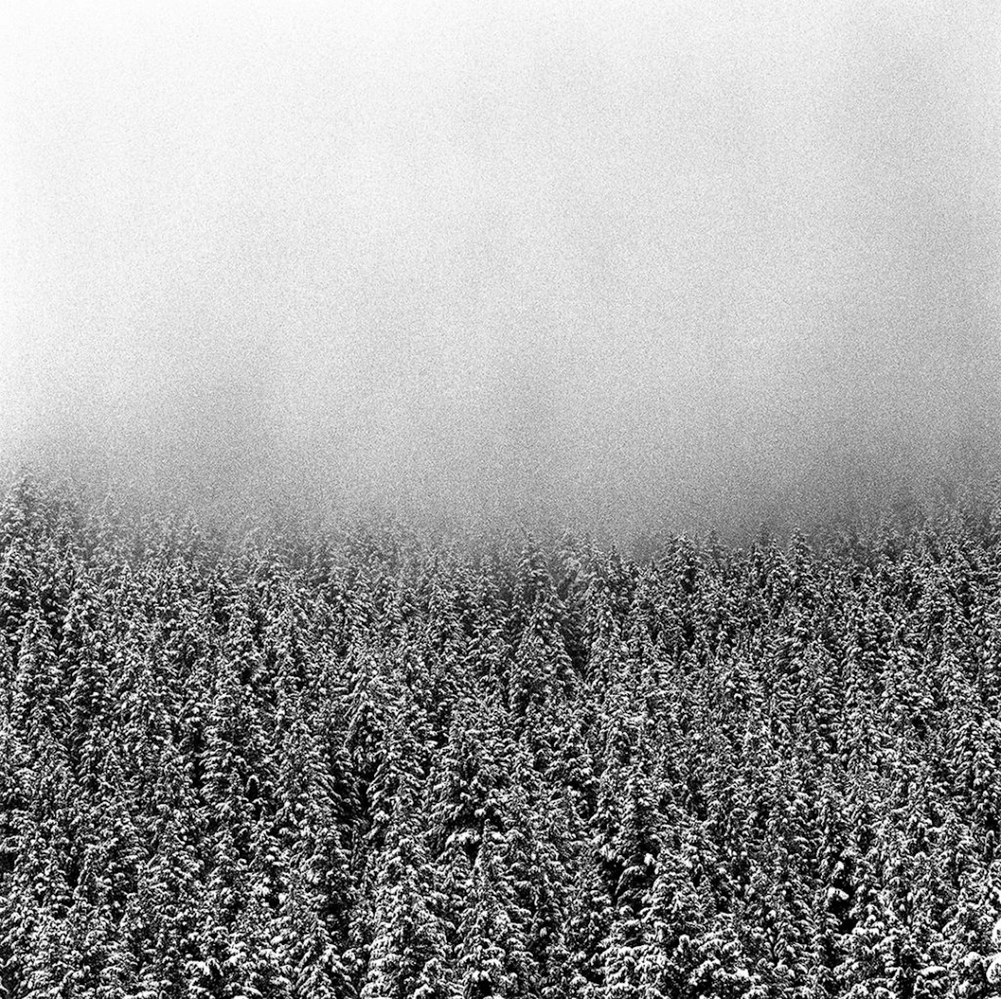 web_baldytrees