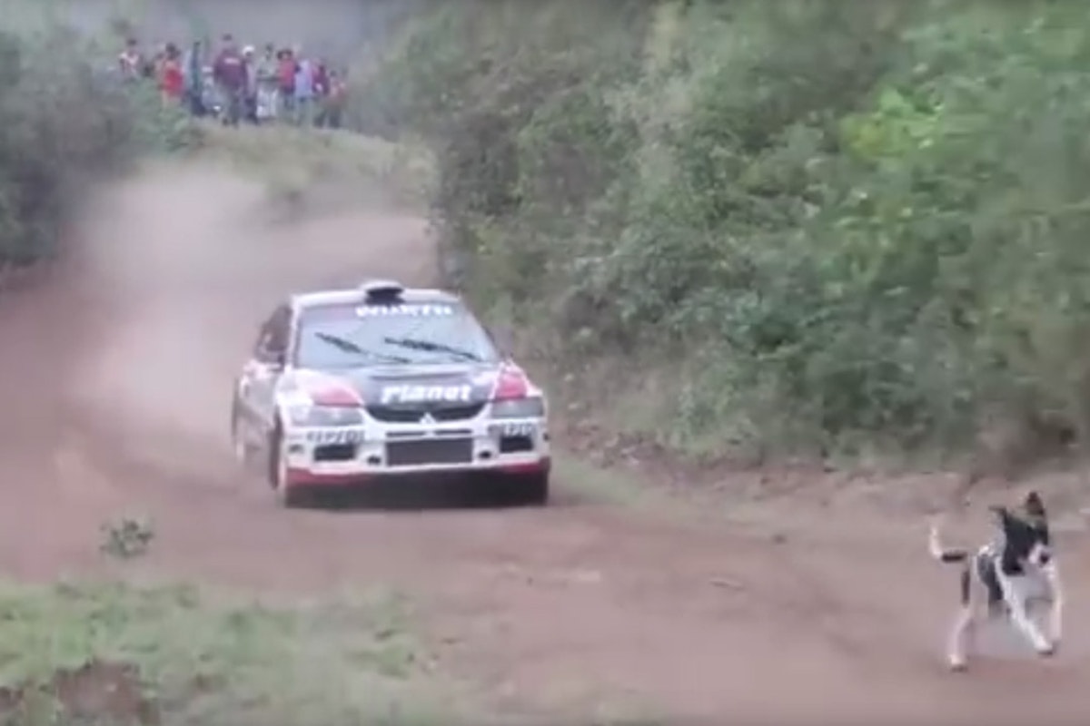 Lucky dogs, triple backflips and 8 other videos for your Monday Morning Wake Up Call