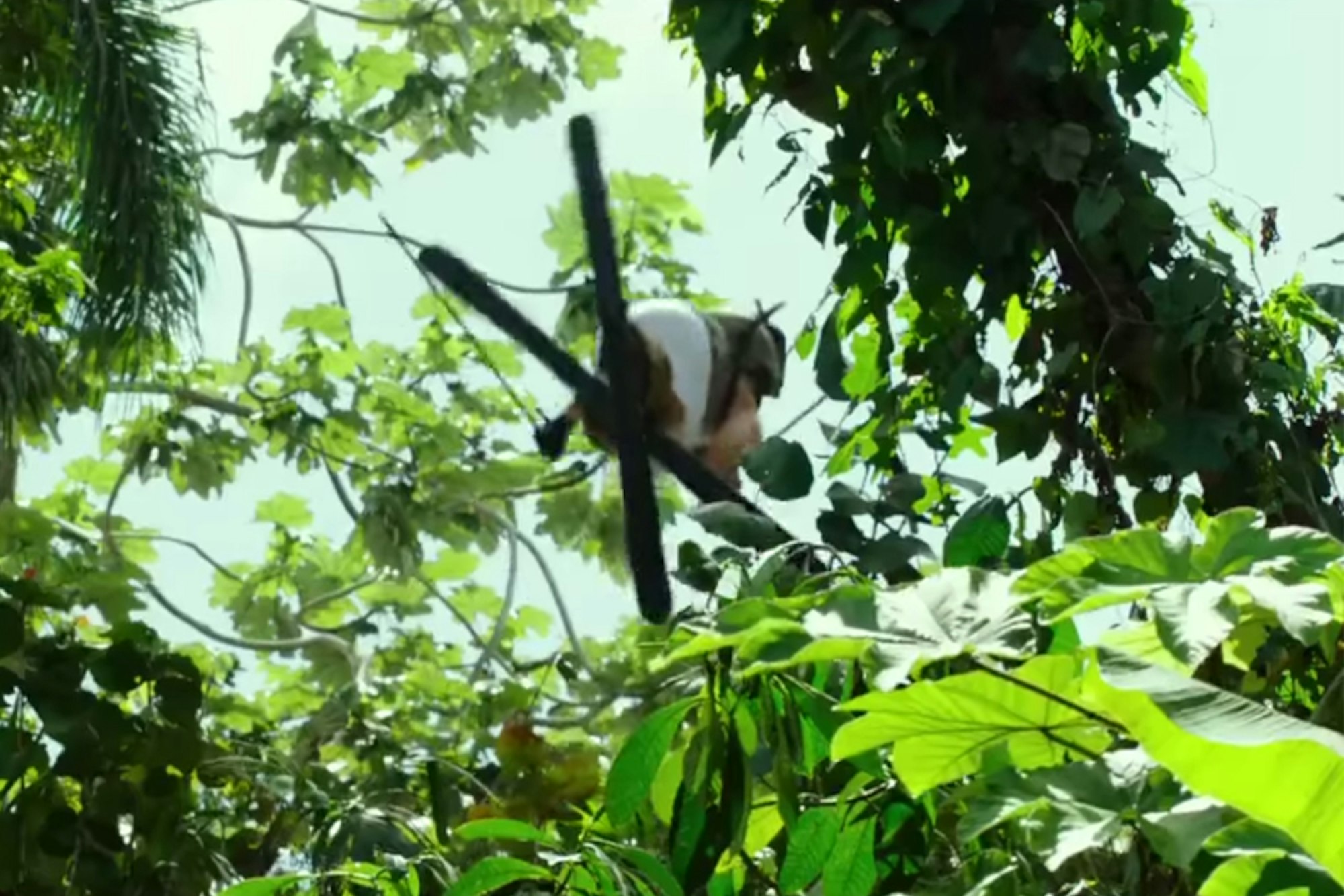 New xXx movie to feature Cody Townsend, LJ Strenio and Sandy Boville as Vin Diesel's stunt doubles