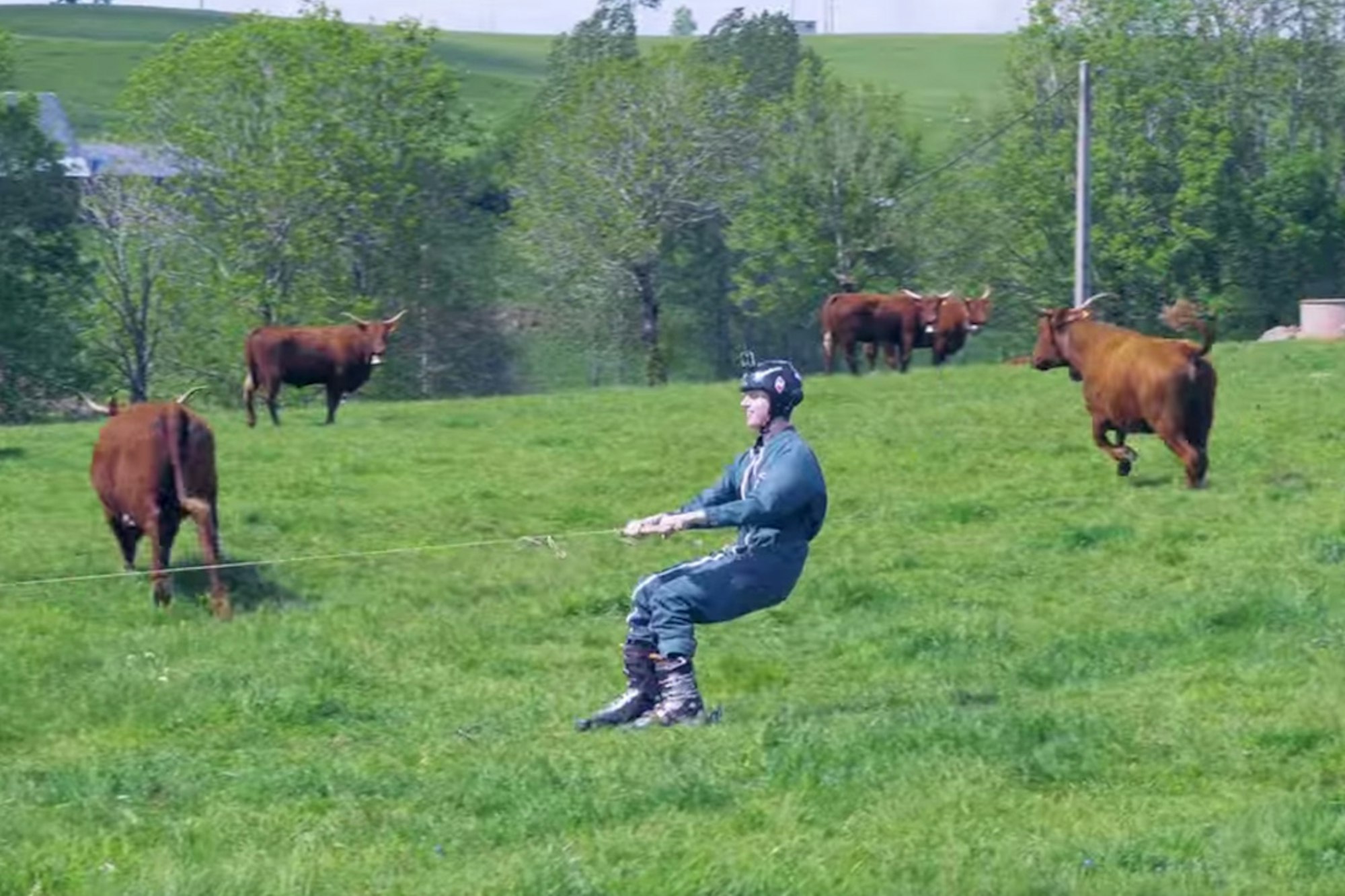 Move aside, Candide; this guy and his cows will take it from here