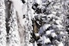 The All Us In Winterland crew caravan across British Columbia in pow-filled edit