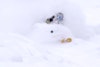 Dylan Hood's 2013 season edit is chock full of amazing powder blasting