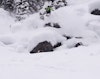 Bottomless British Columbia and Idaho powder skiing is featured in Ben Moxham's new self-edit