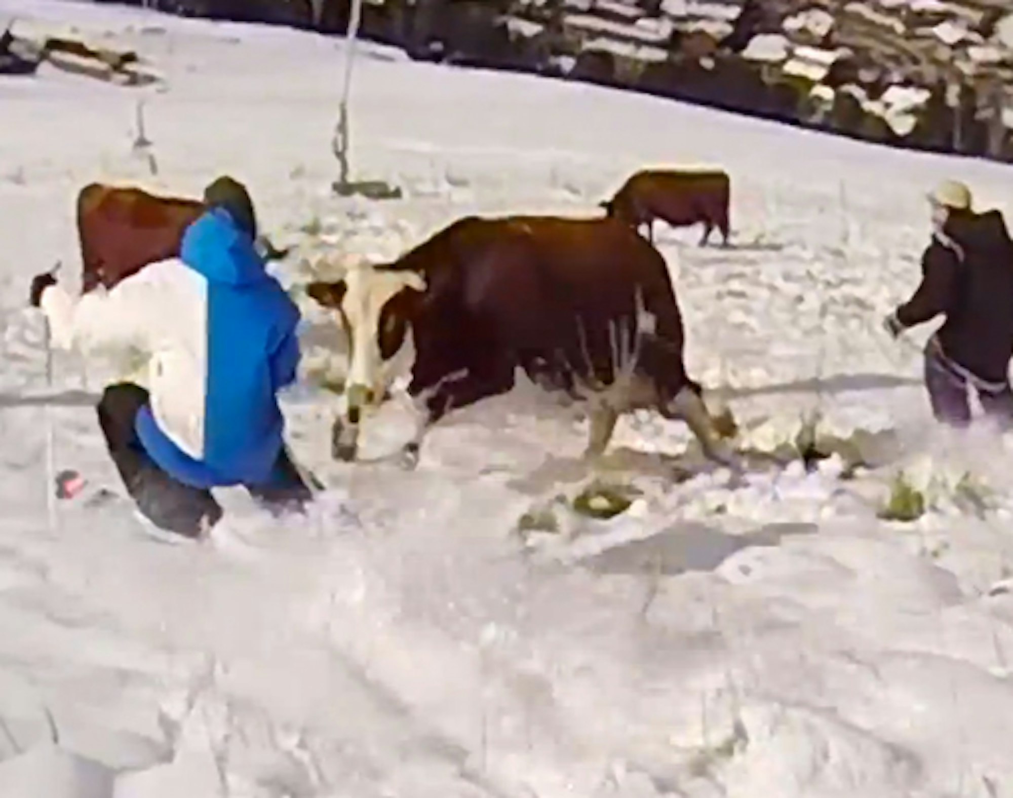 Candide Thovex charged by cow while making first turns of the season