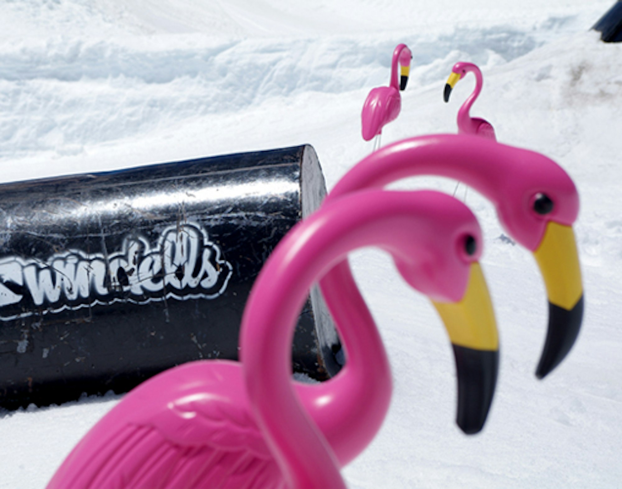 Checking In: Freeskier Week is going off at Windells Camp