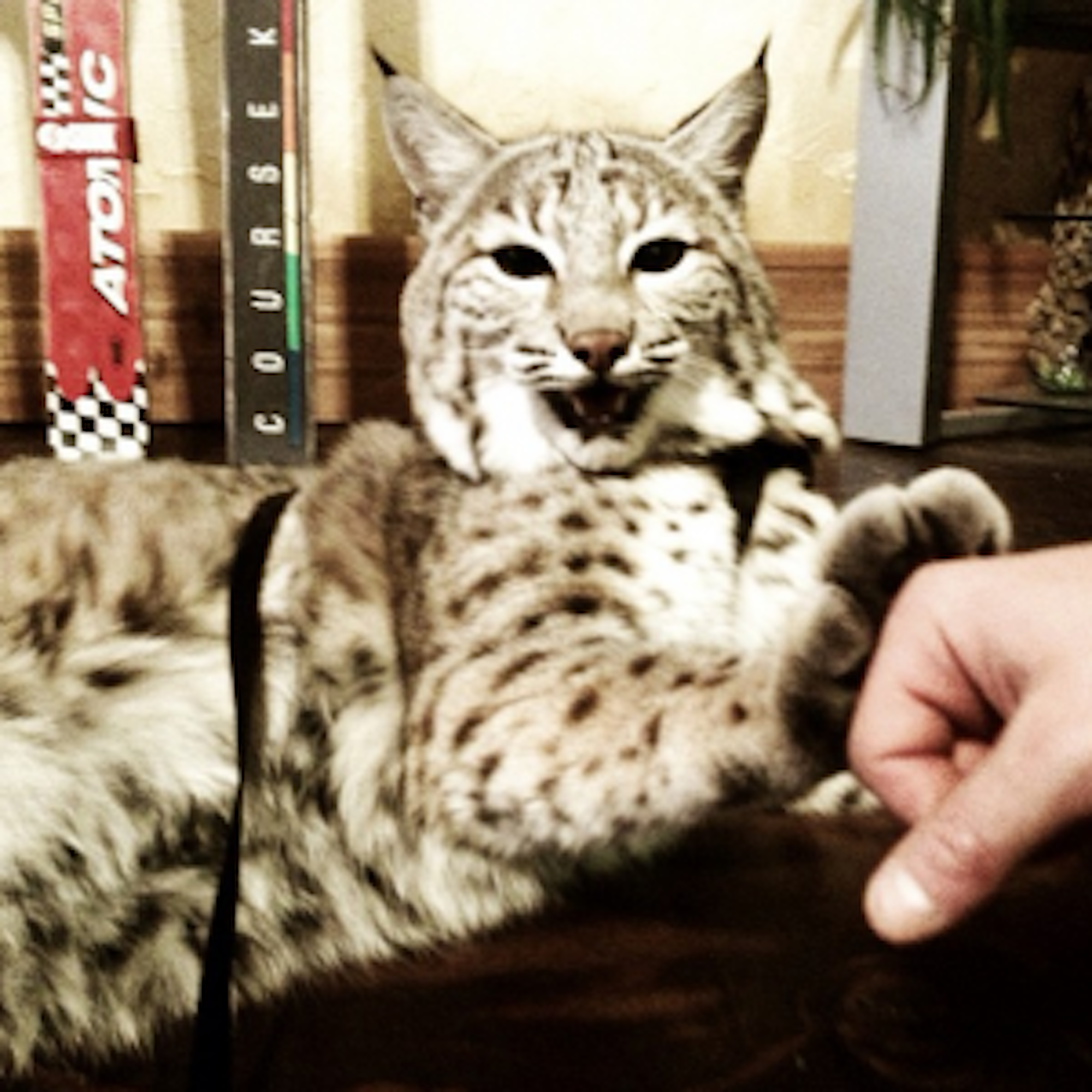 Sway. Mascot of Montana's Great Northern Powder Guides. Photo by Lynsey Dyer.