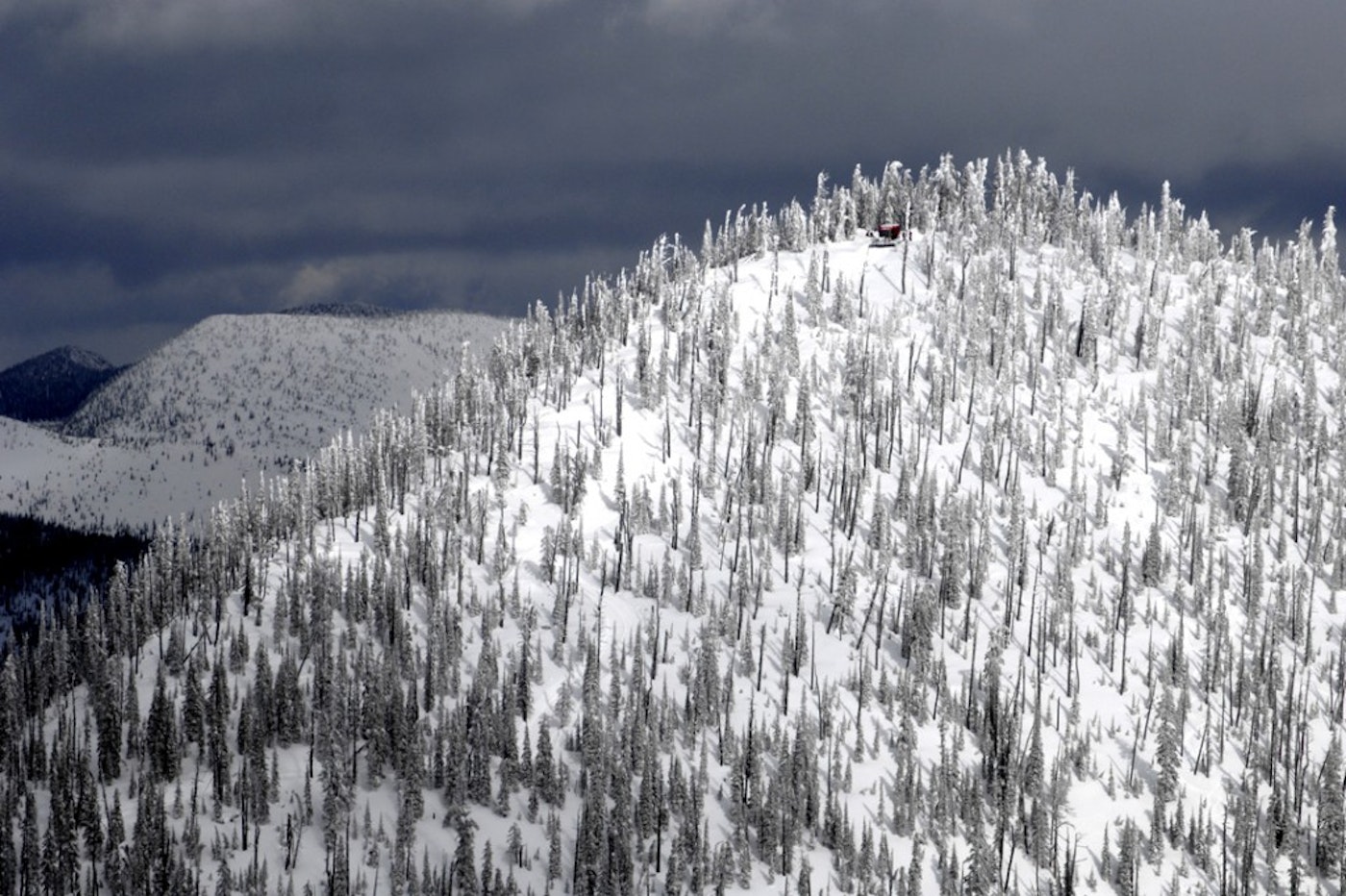 Can you spot the cat?