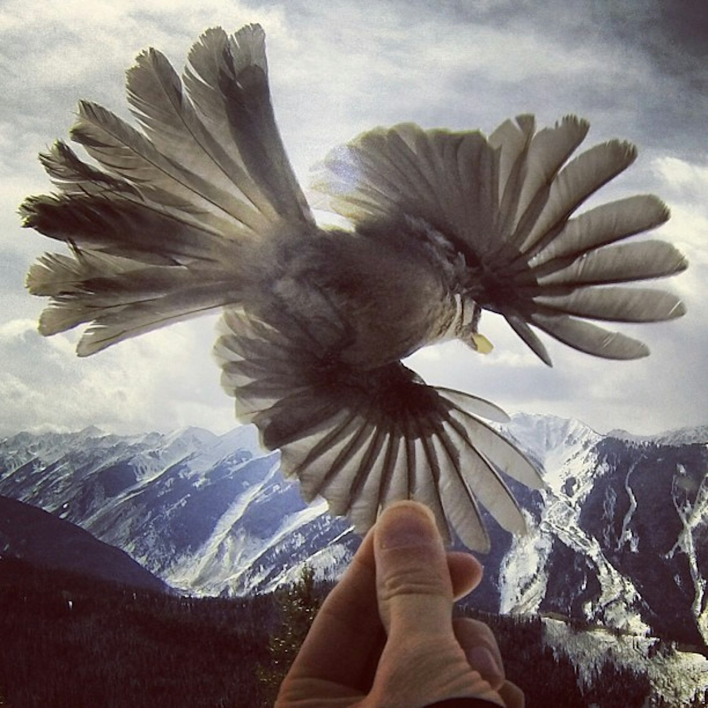 aspensnowmass Put a bird on it! #freeskierfest