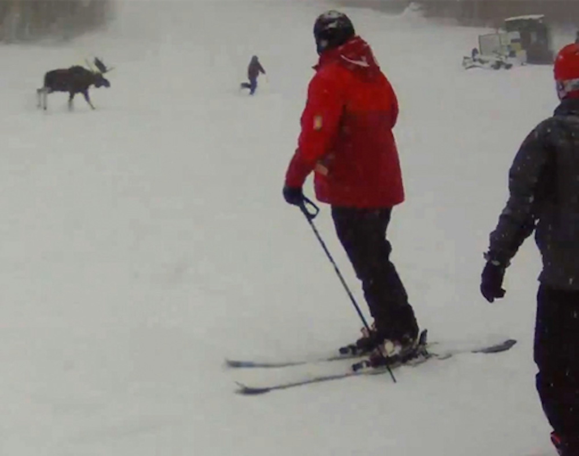 Giant moose chases guy on the hill at Sugarbush Resort, VT
