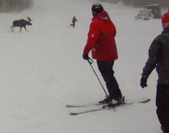 Giant moose chases guy on the hill at Sugarbush Resort, VT