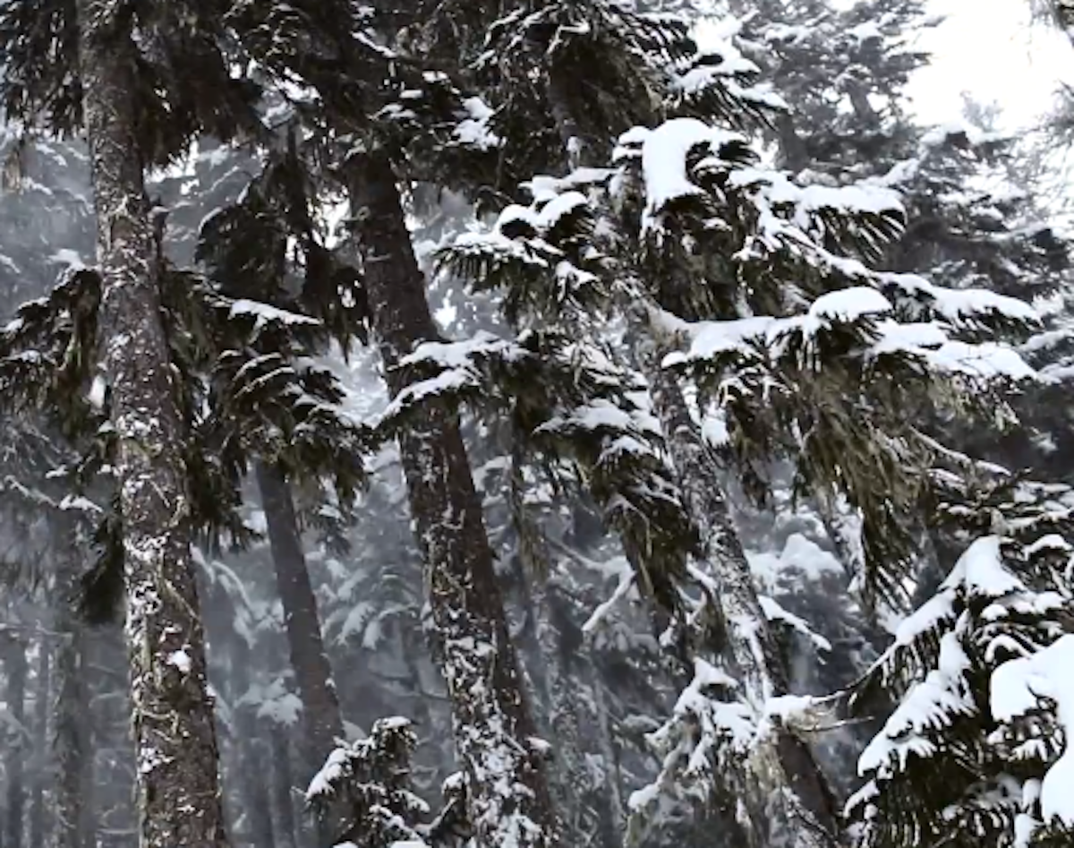Fall turns to winter in The Wonder Reels, Ep. 1