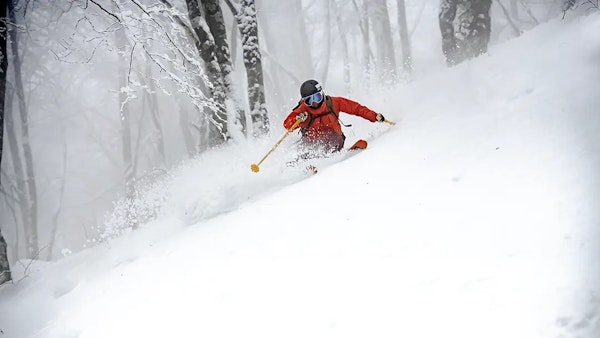 In Search of The Kamoshika