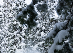 The Best Playful Big Mountain Skis of 2026