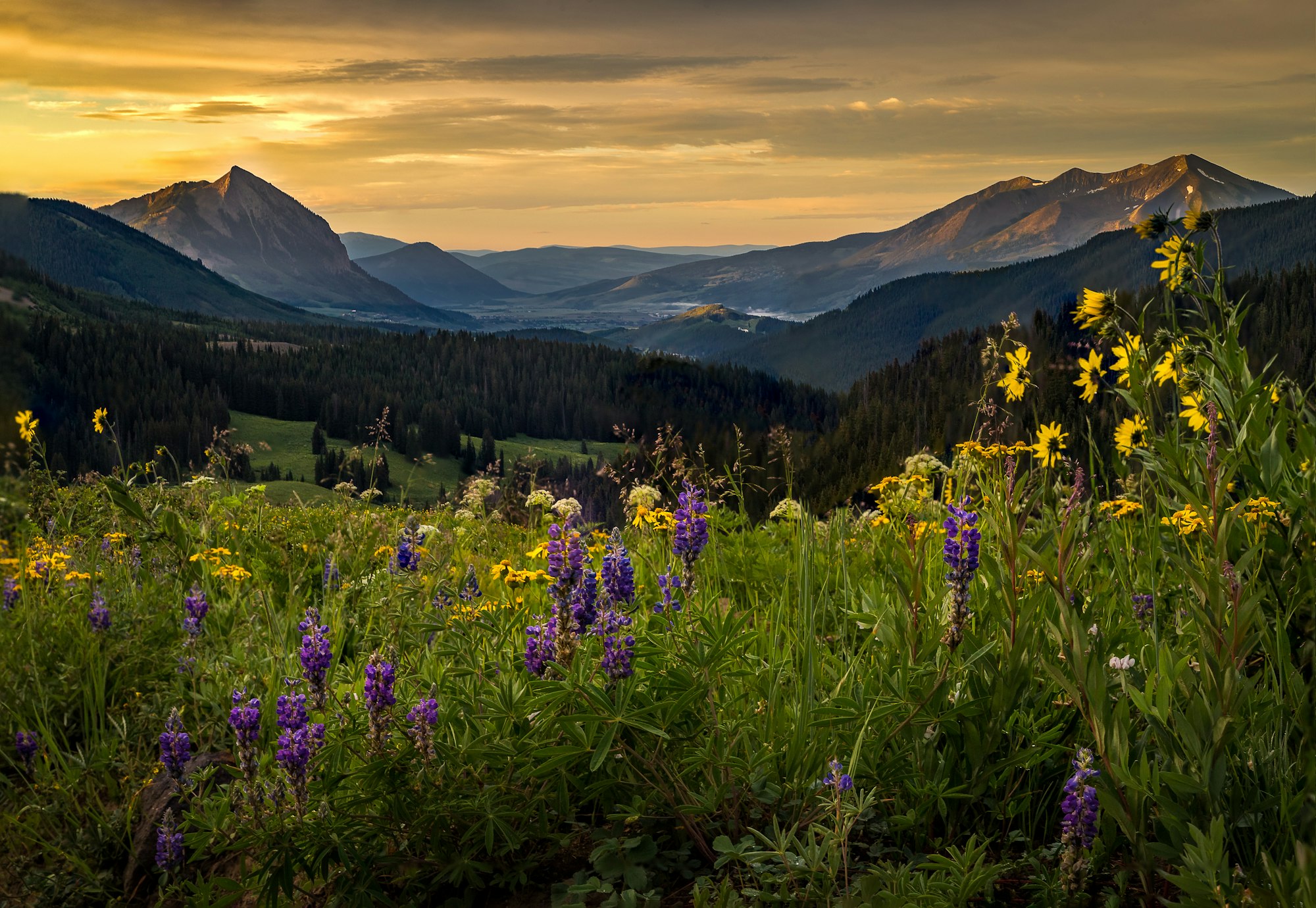 Wildflowers in Crested Butte, Colorado.