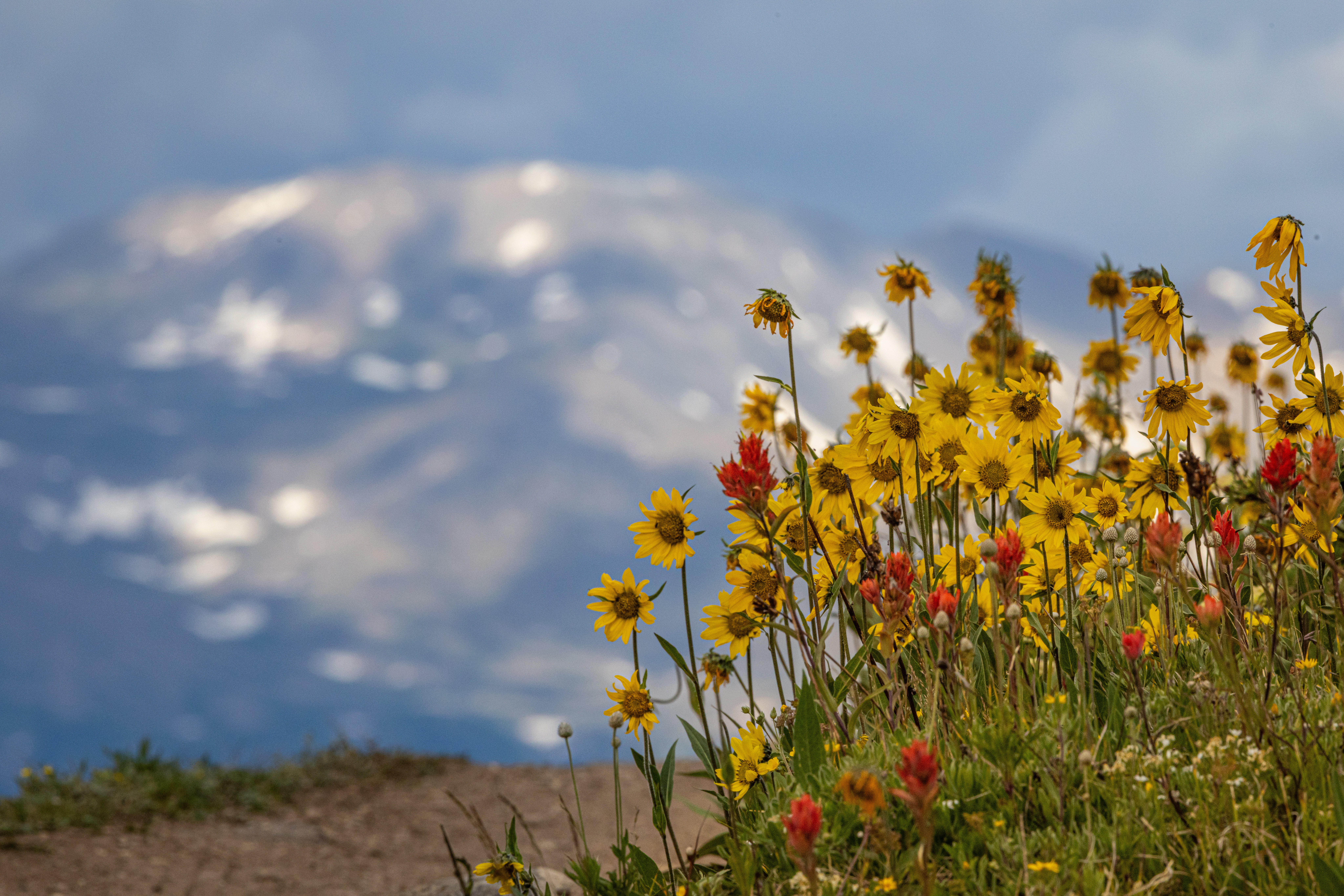 Top 5 U.S. Ski Resort With The Best Summer Wildflowers