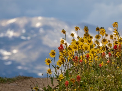 Top 5 U.S. Ski Resort With The Best Summer Wildflowers