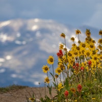 Top 5 U.S. Ski Resort With The Best Summer Wildflowers
