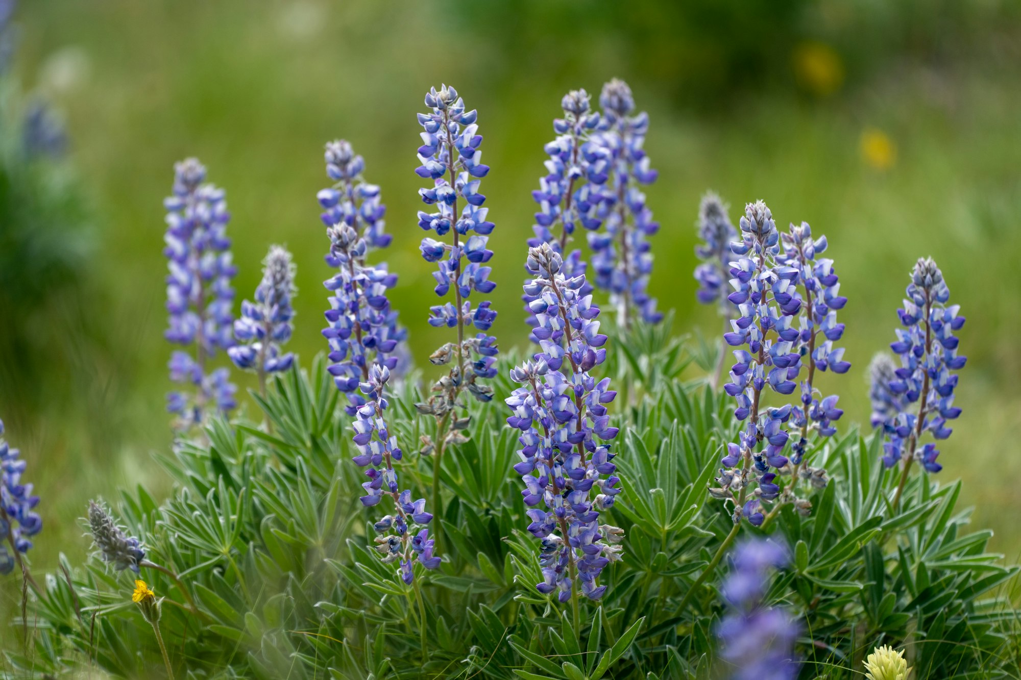 Lupine flower