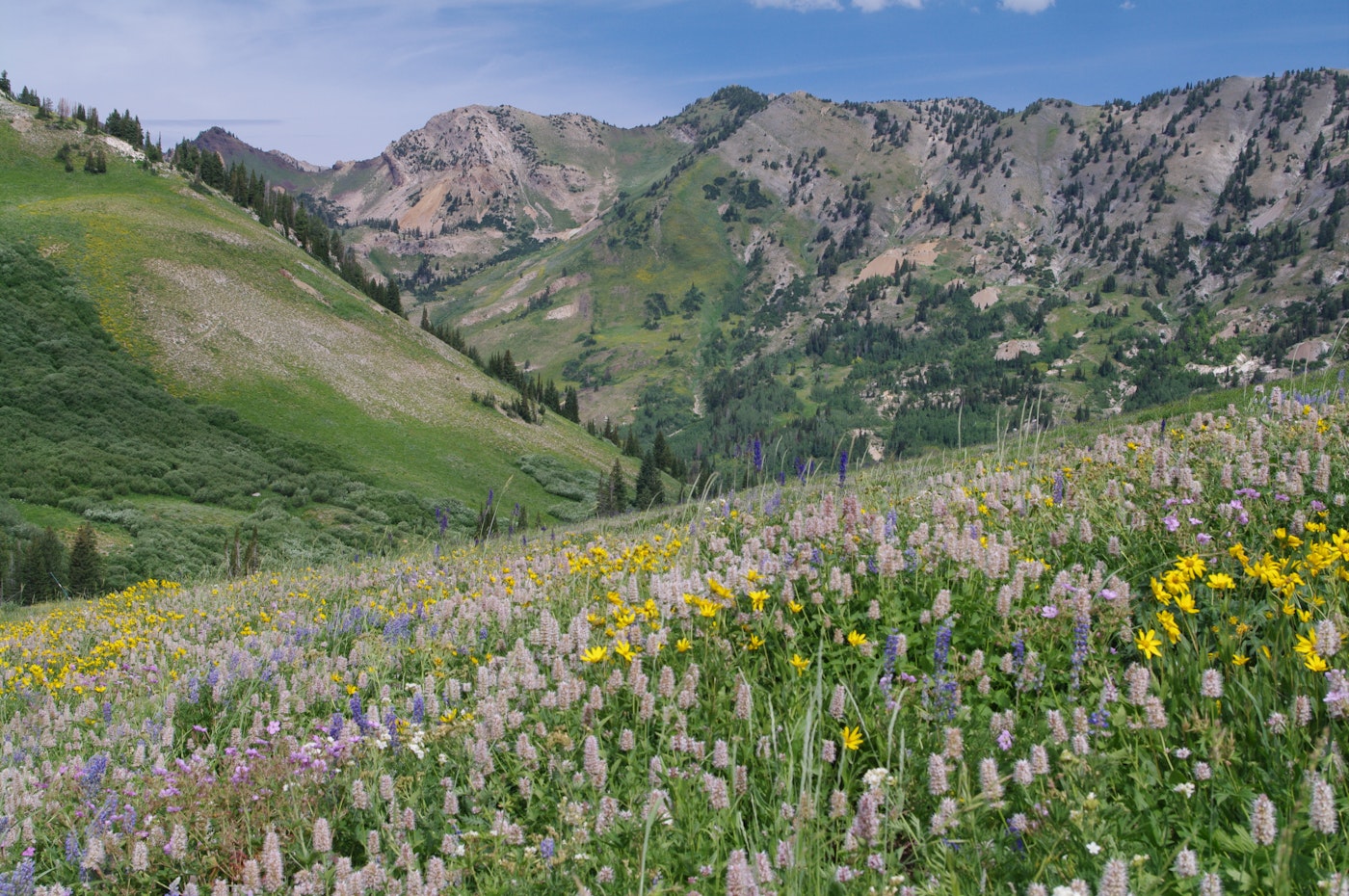 Cottonwood Canyon with wildflowers.