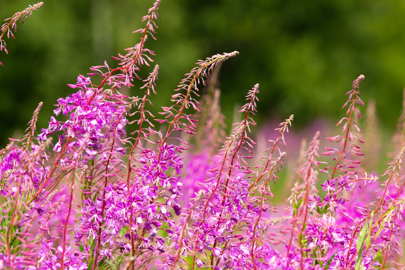 Fireweed flower