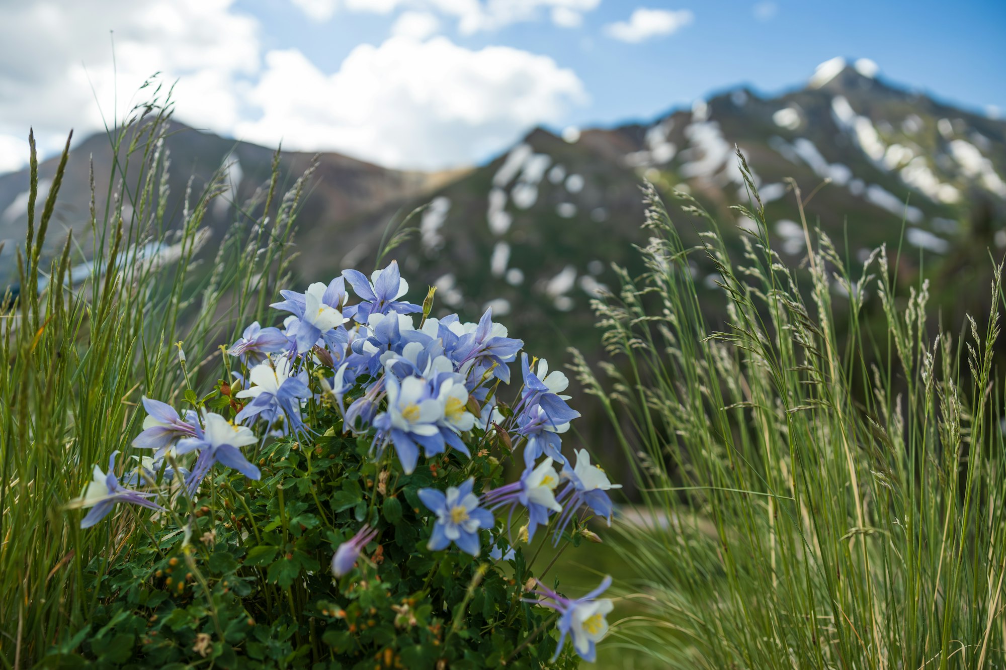Columbine flower