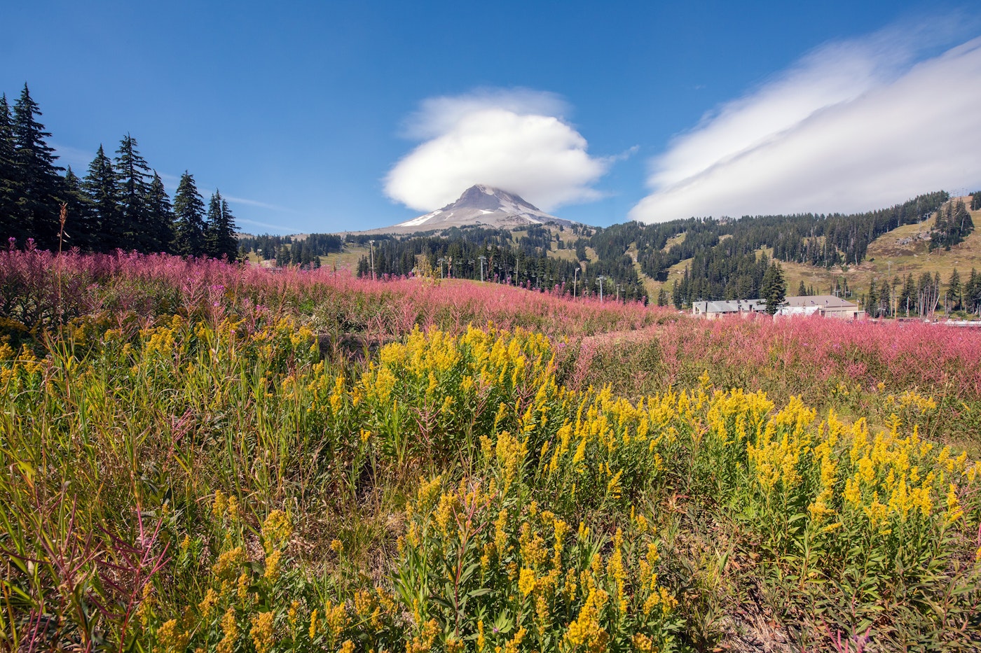Mt. Hood Resort with wildflowers.