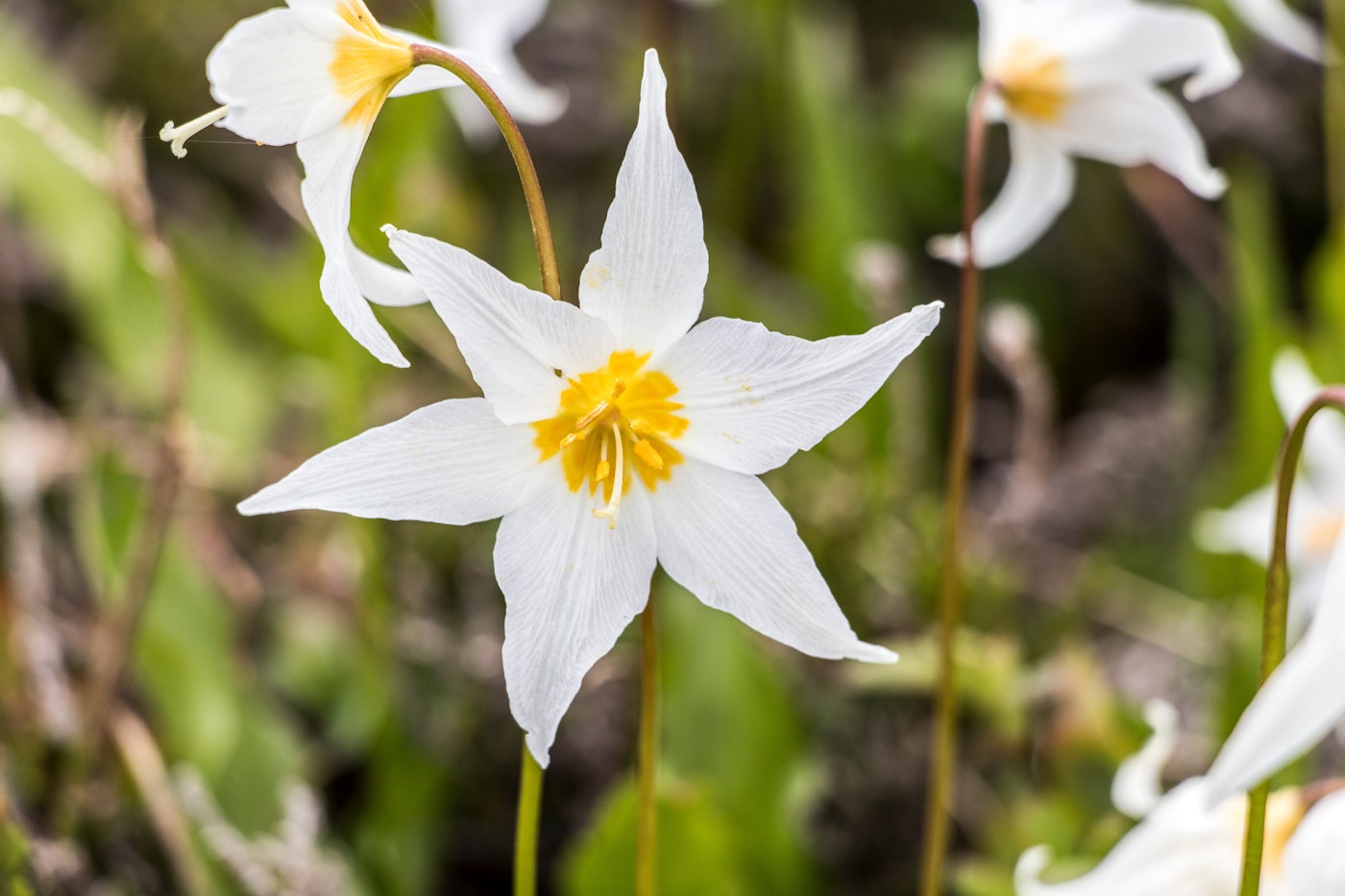 Avalanch lily flower