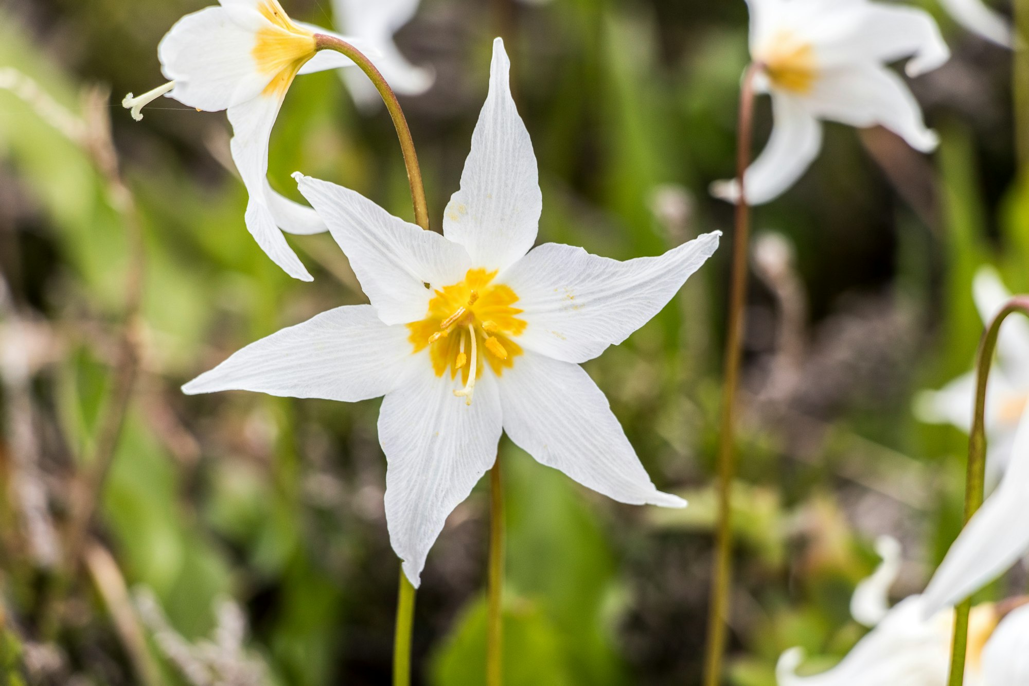 Avalanch lily flower