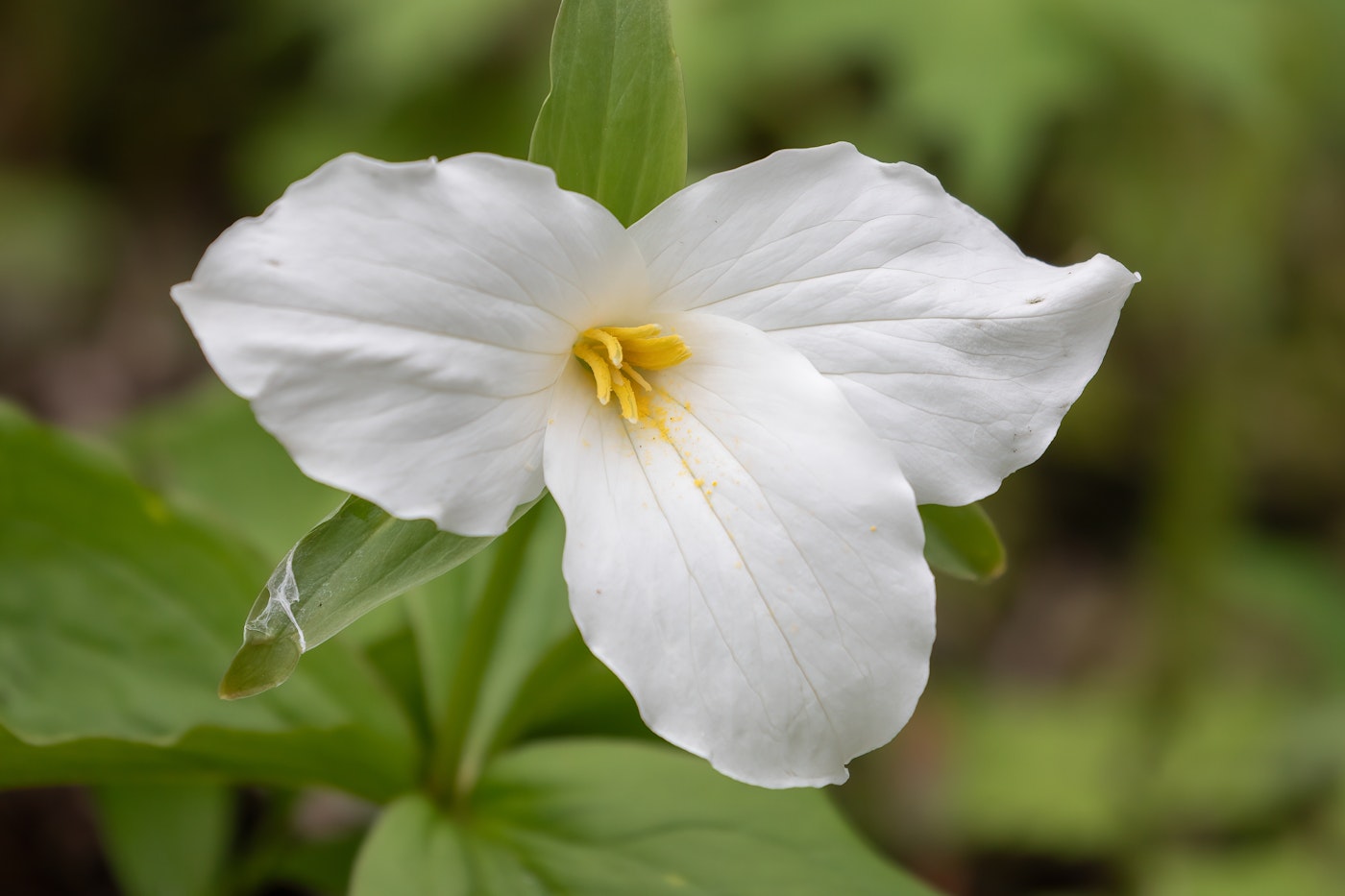 Trillium flower