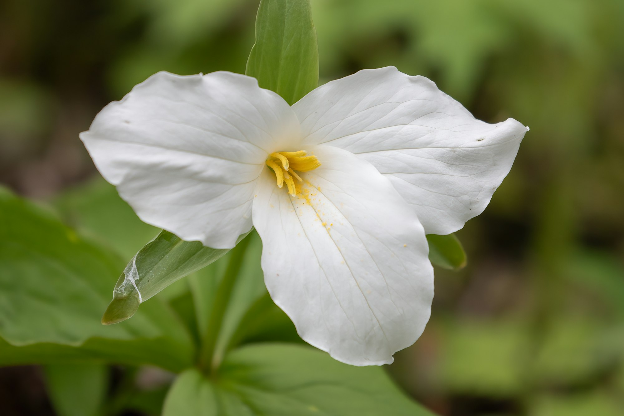 Trillium flower