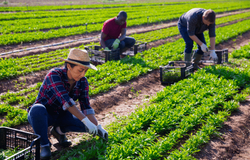 farmers working in field