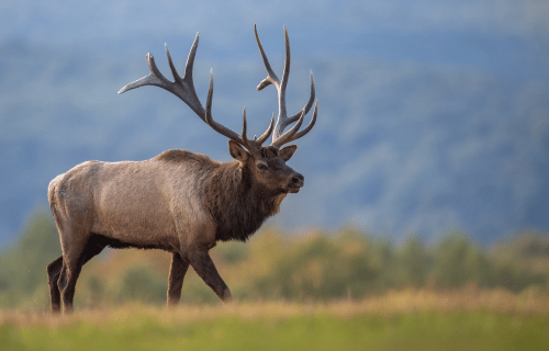 Elk in the wild