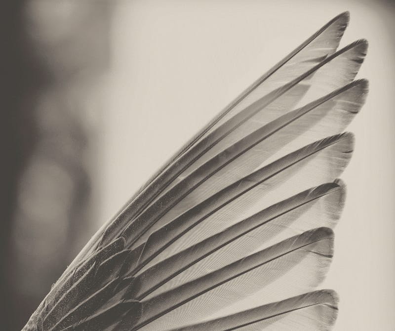 close up on a bird's wing