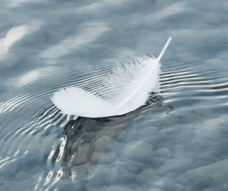 a feather floating on the water