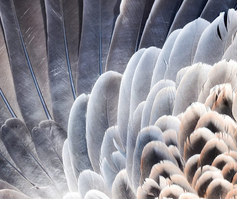 close up on a wing of a bird
