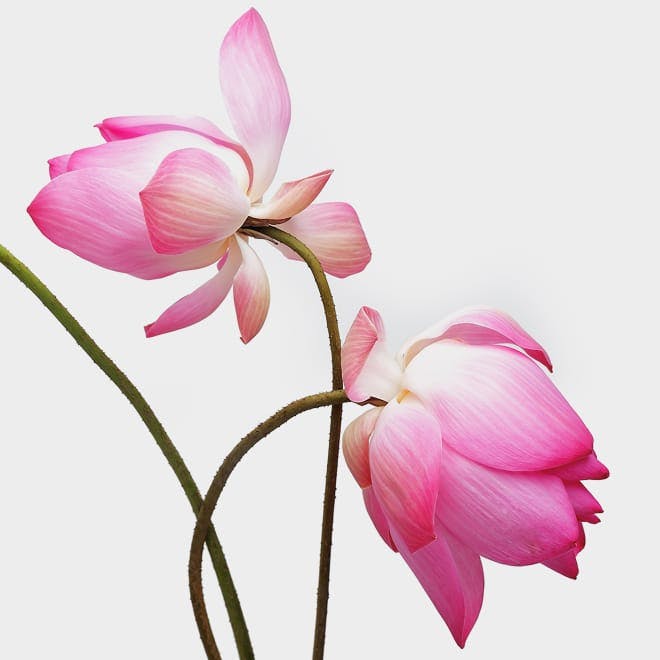 2 pink flowers facing away from one another