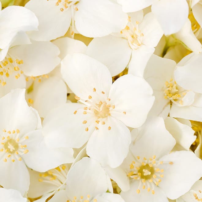 close up of small white flowers in a pile