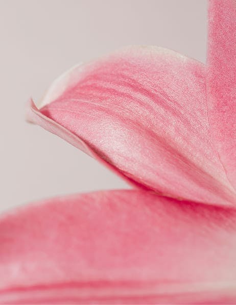 pink flower petals