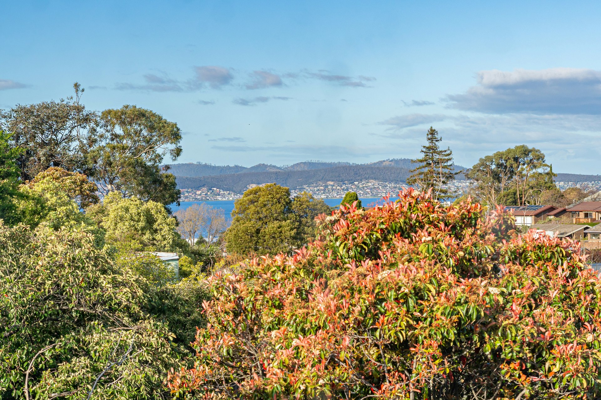 vegetation