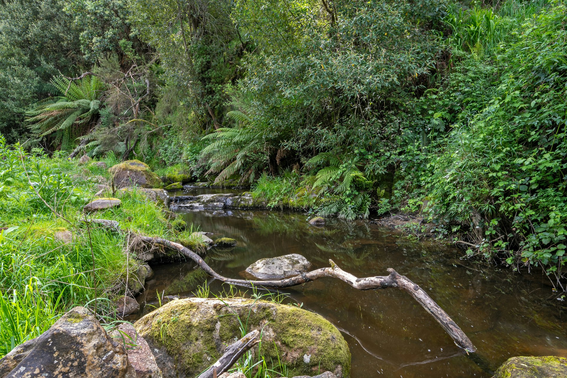 vegetation