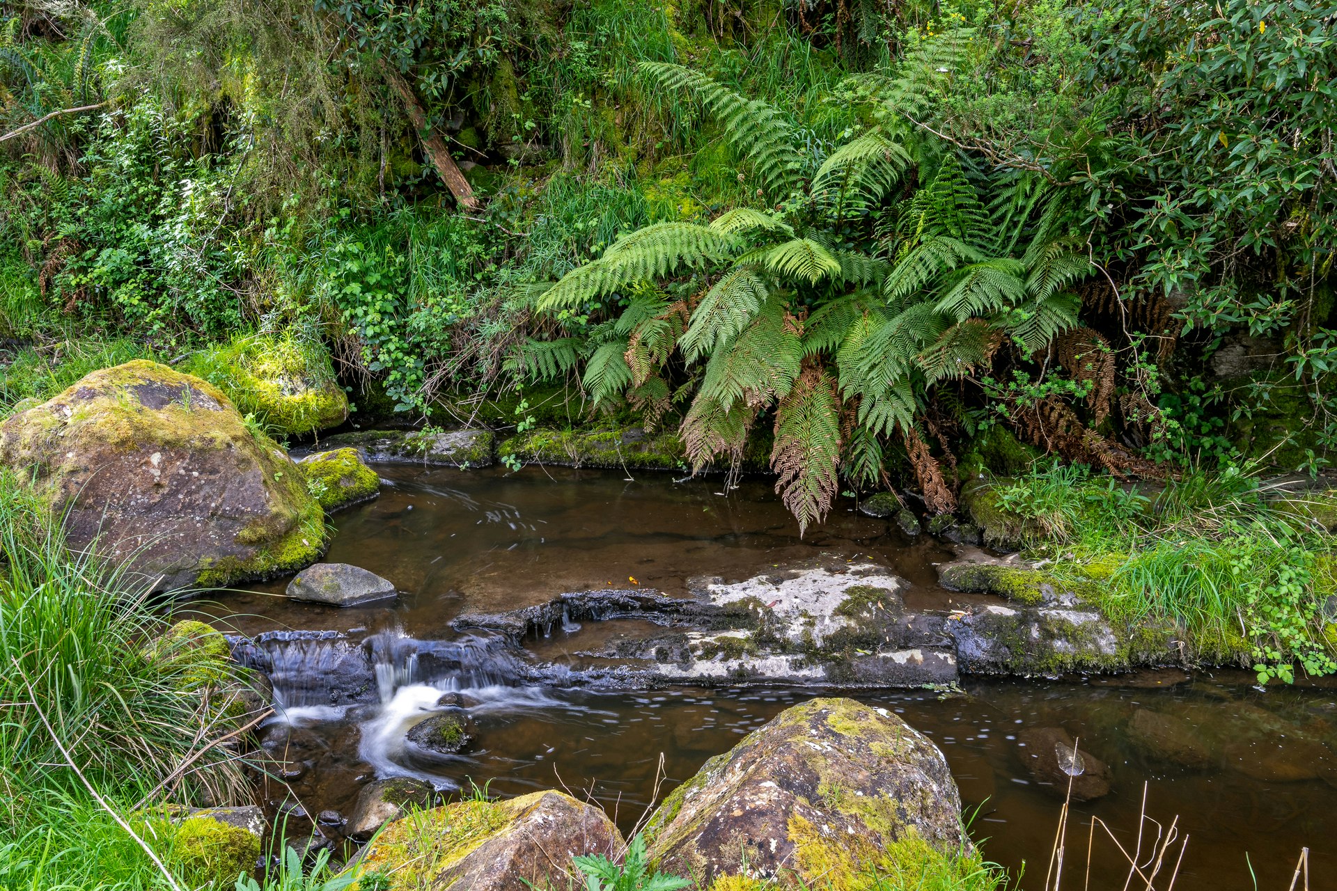 nature