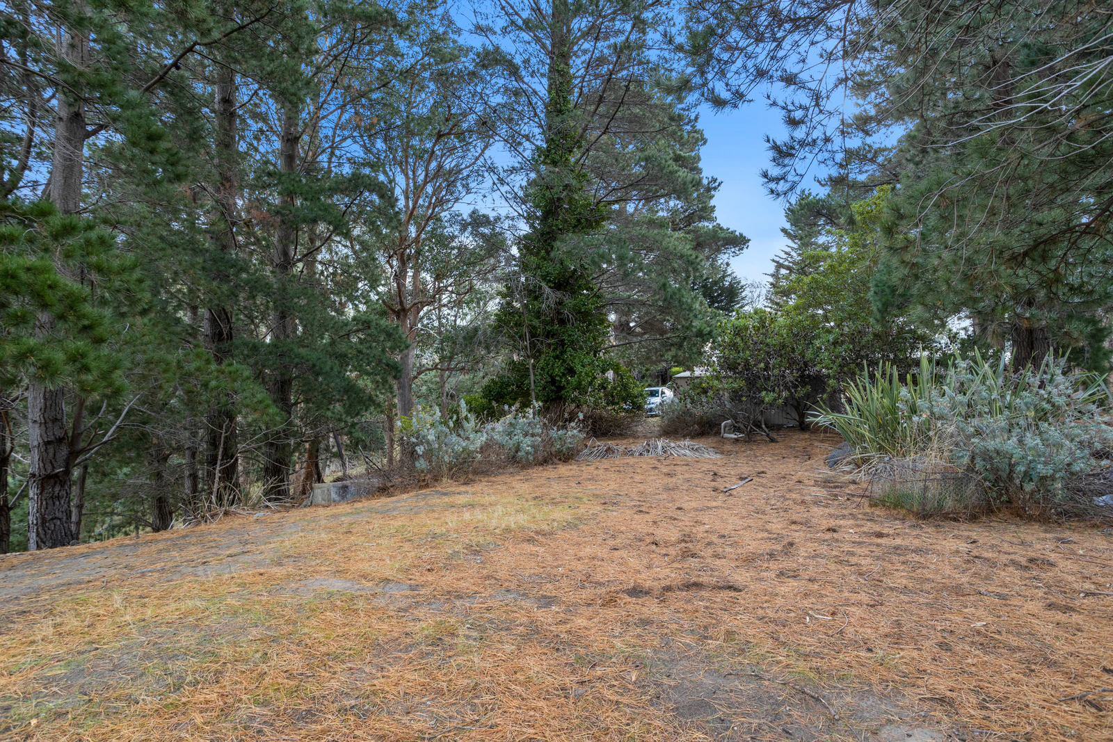 vegetation