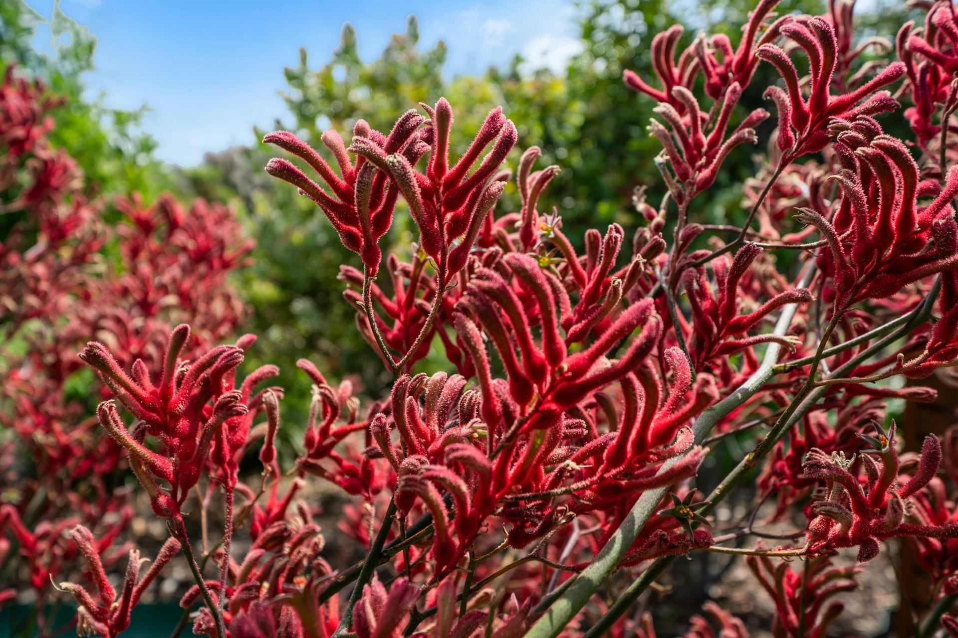 plant