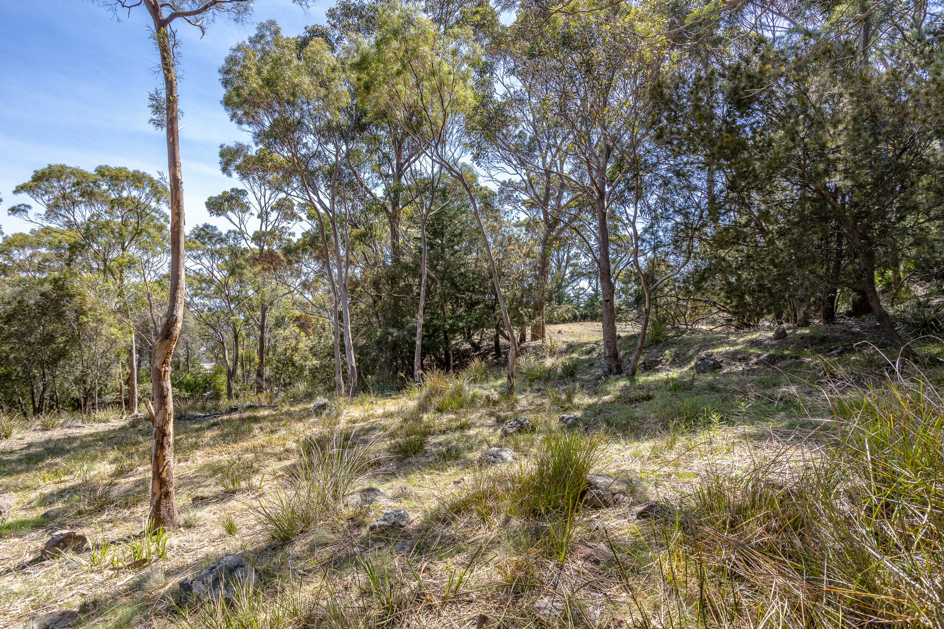 vegetation
